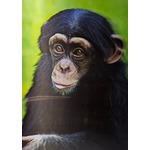 3D CHIMP POSTER